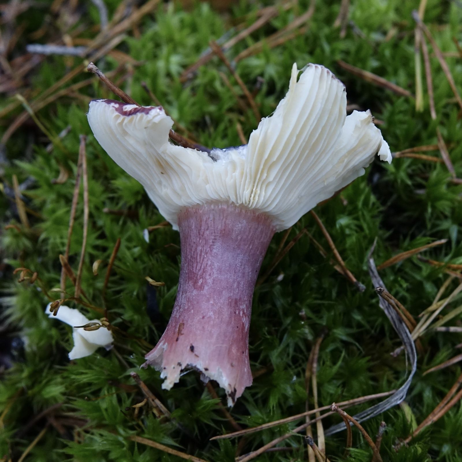 Russula torulosa