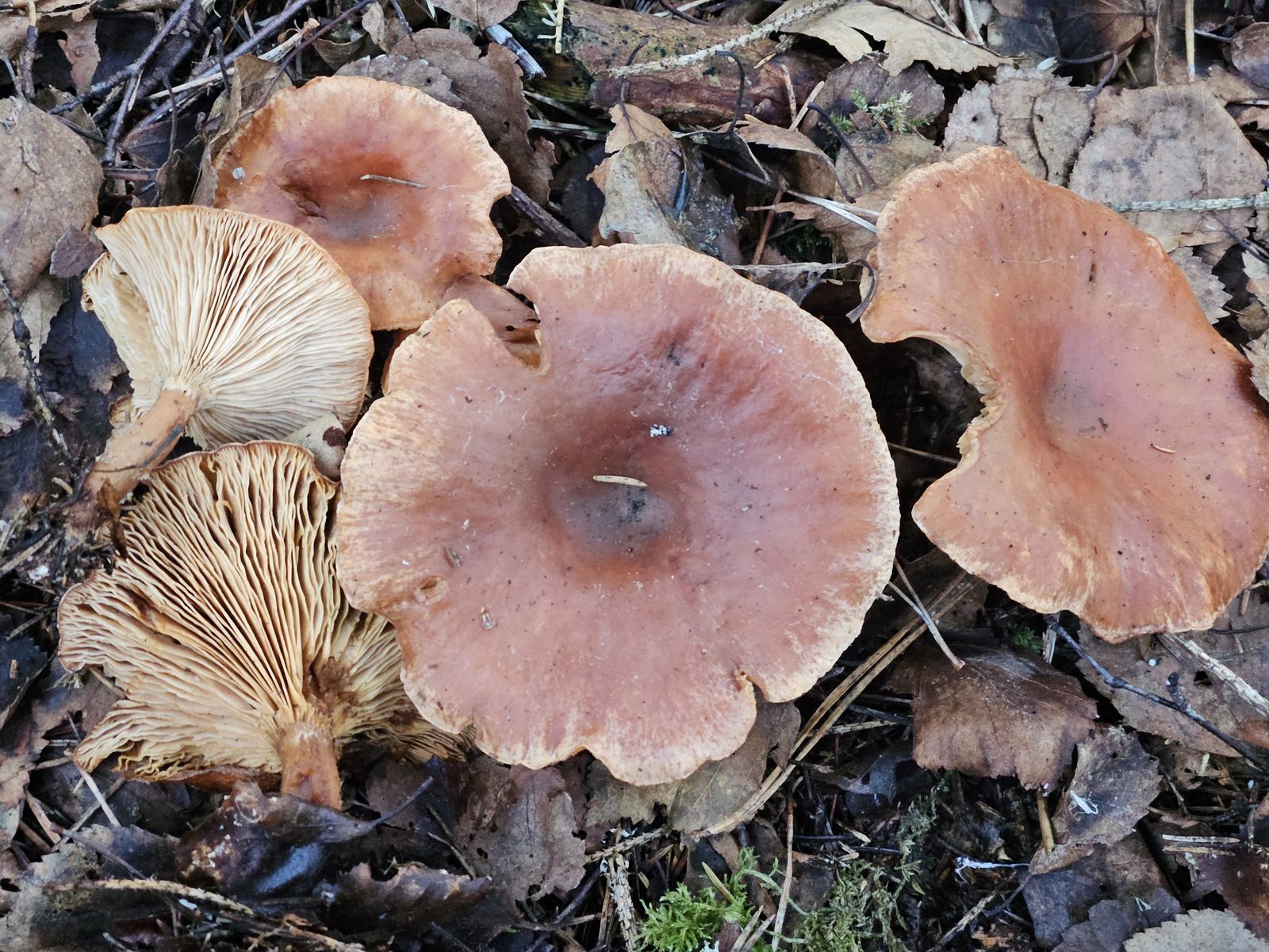 Paralepista flaccida