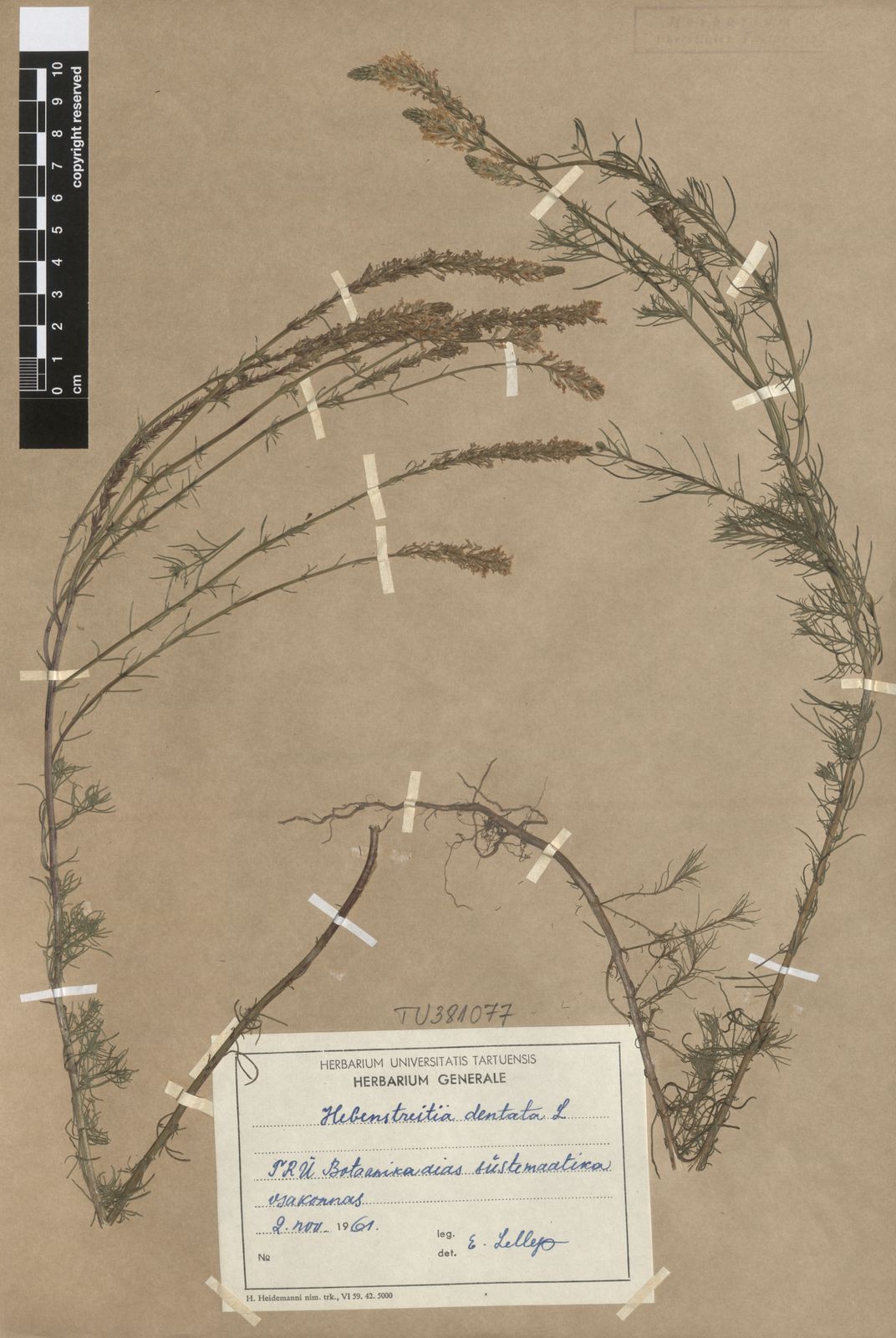 Hebenstretia dentata