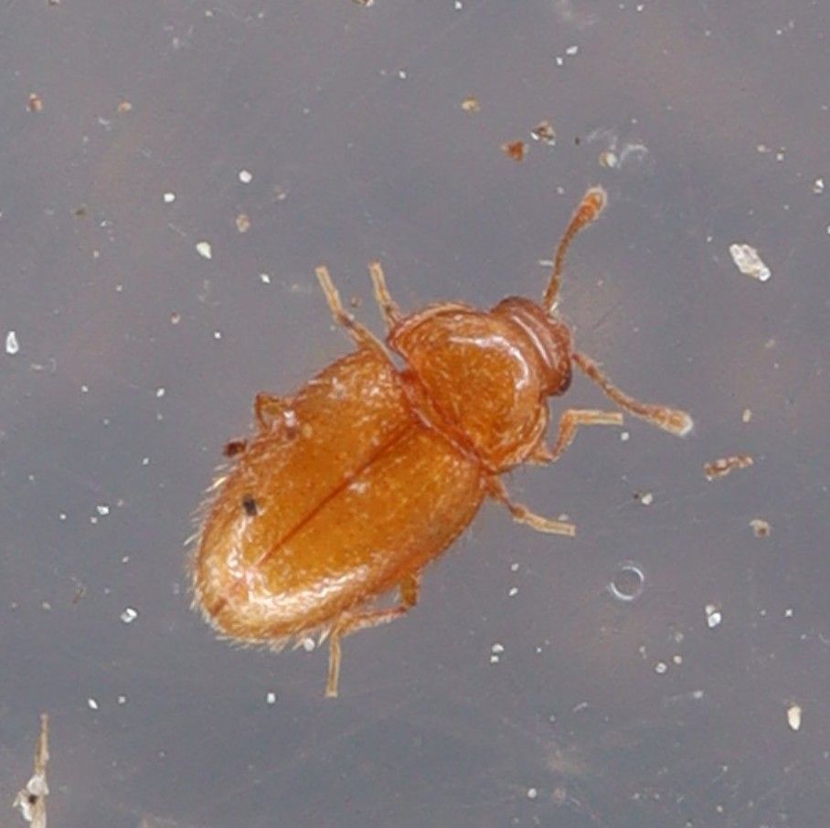 Mycetaea subterranea