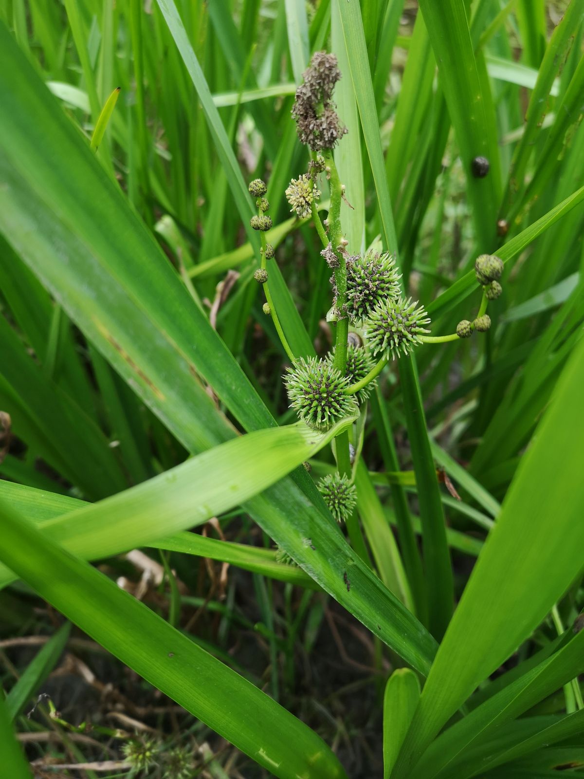 Sparganium erectum subsp. microcarpum
