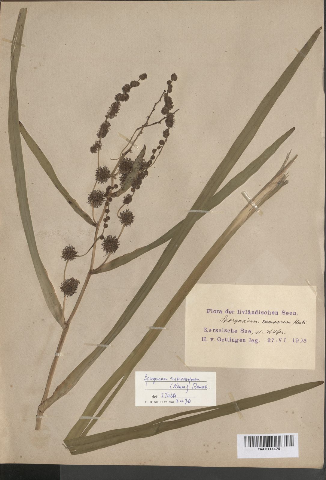 Sparganium erectum subsp. microcarpum