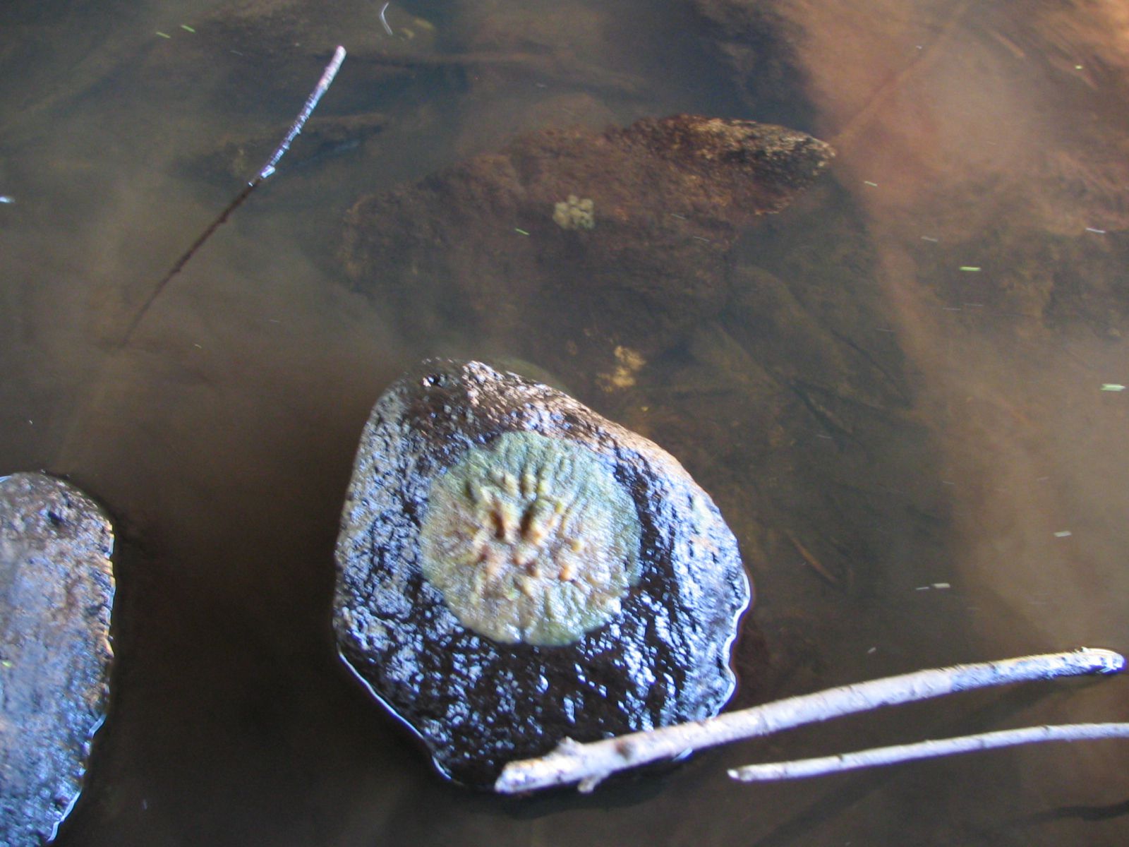 Ephydatia fluviatilis