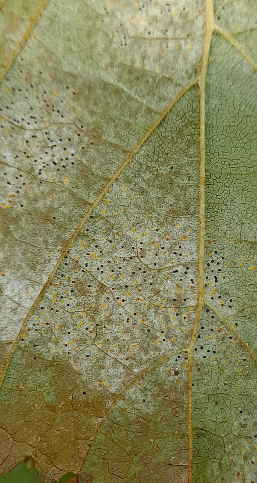 Phyllactinia guttata