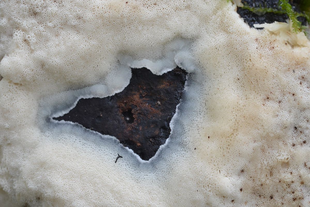 Physisporinus vitreus