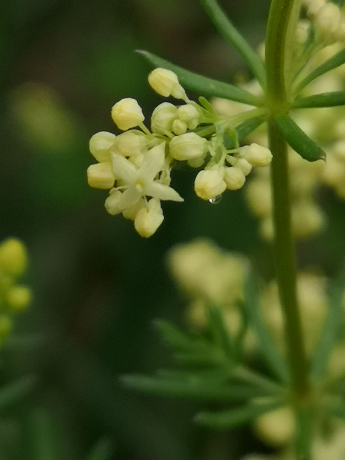Galium ×pomeranicum