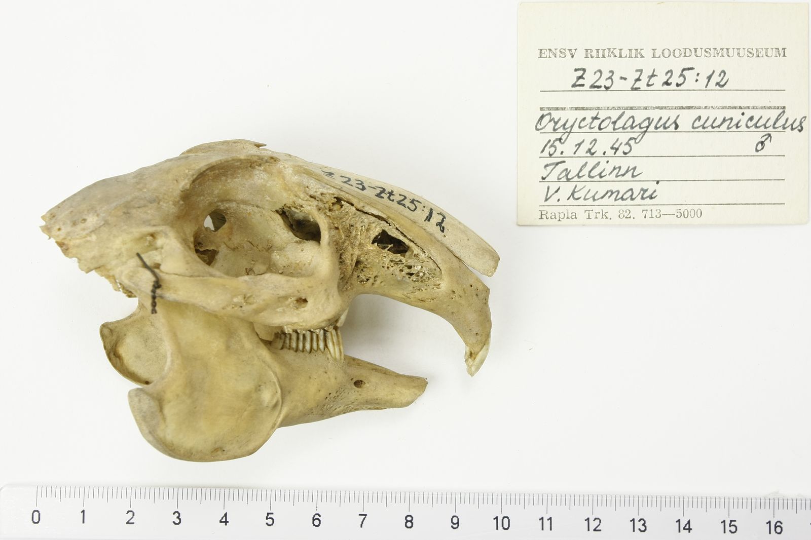 Oryctolagus cuniculus