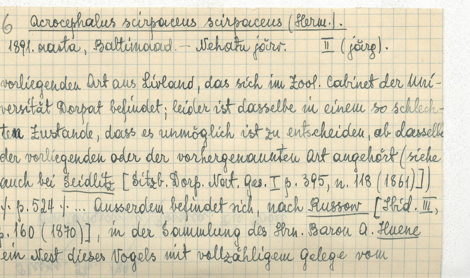 Acrocephalus scirpaceus