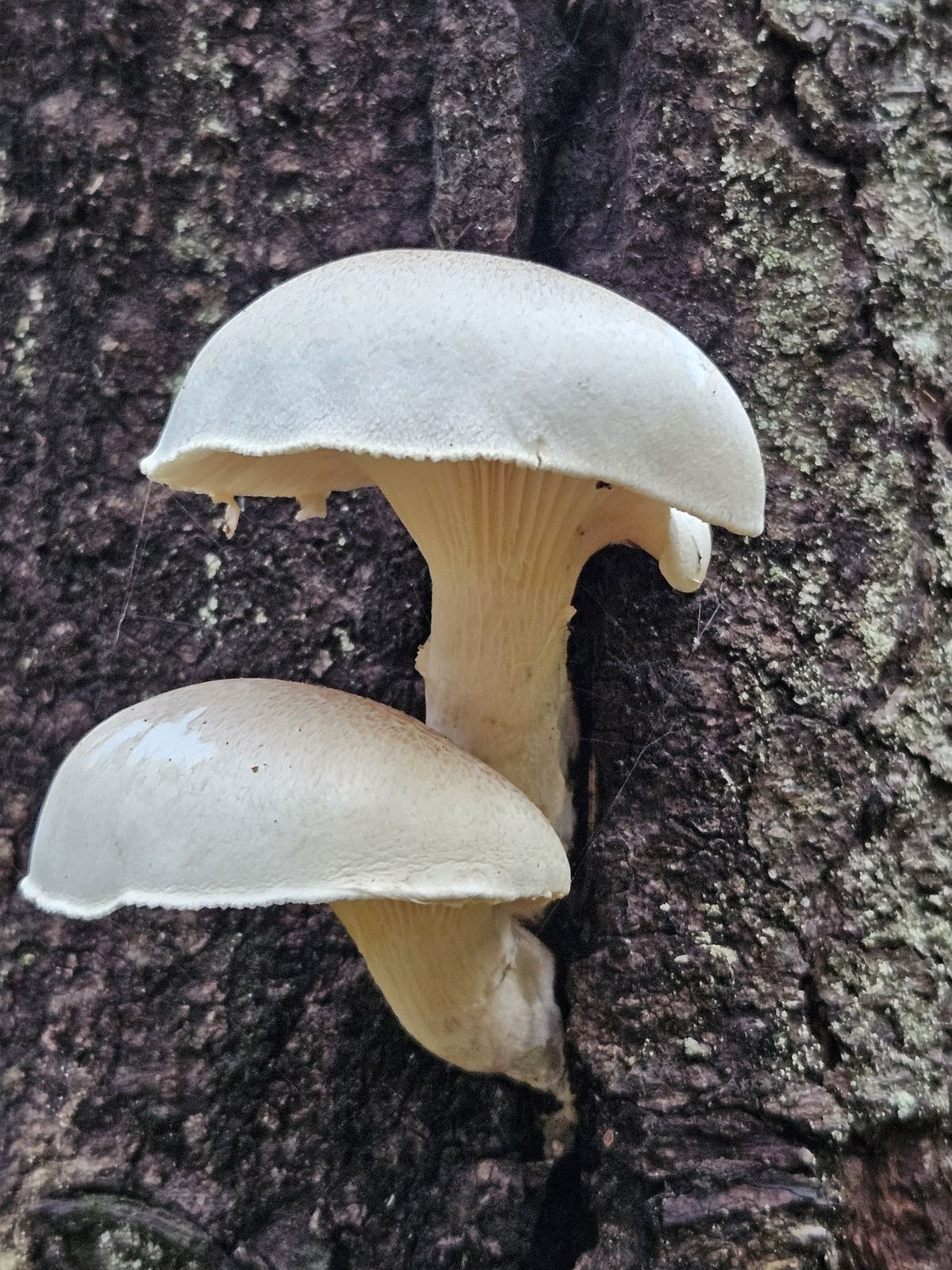 Pleurotus dryinus