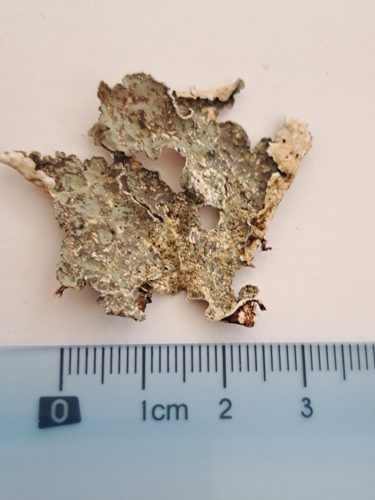 Lobarina scrobiculata