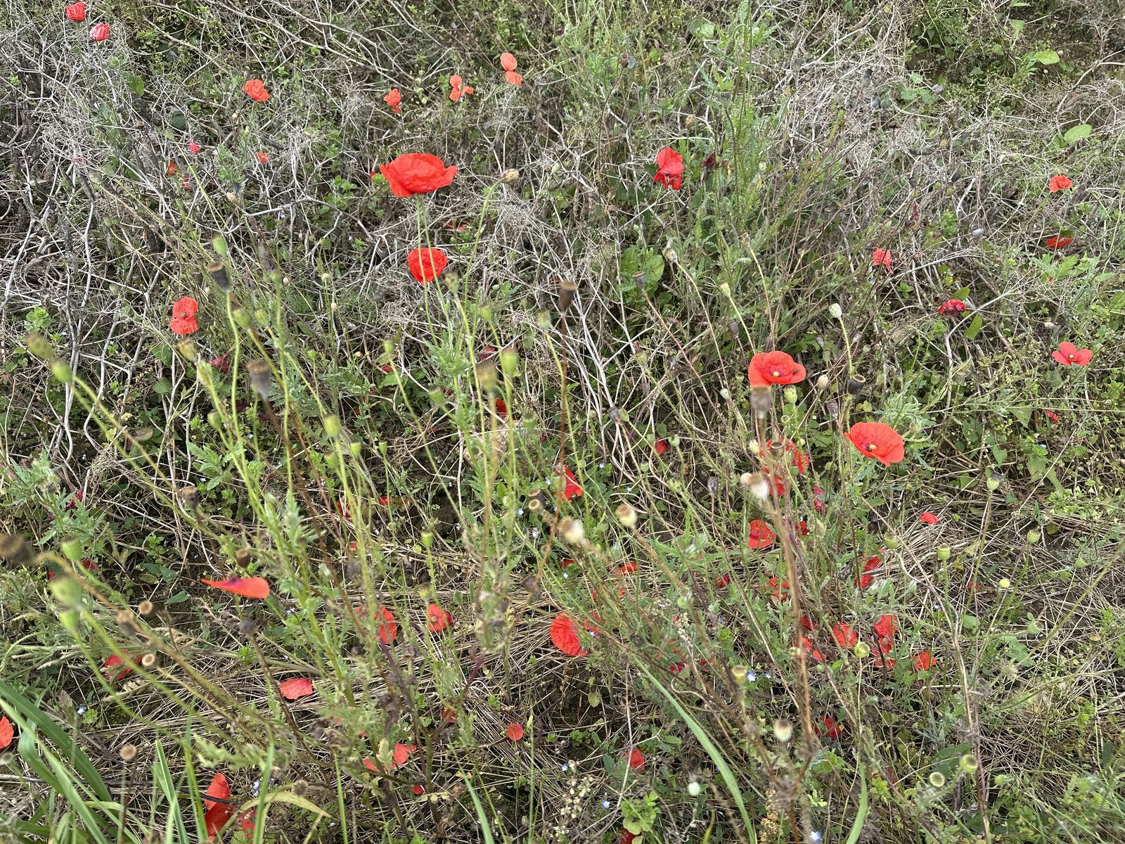 Papaver rhoeas