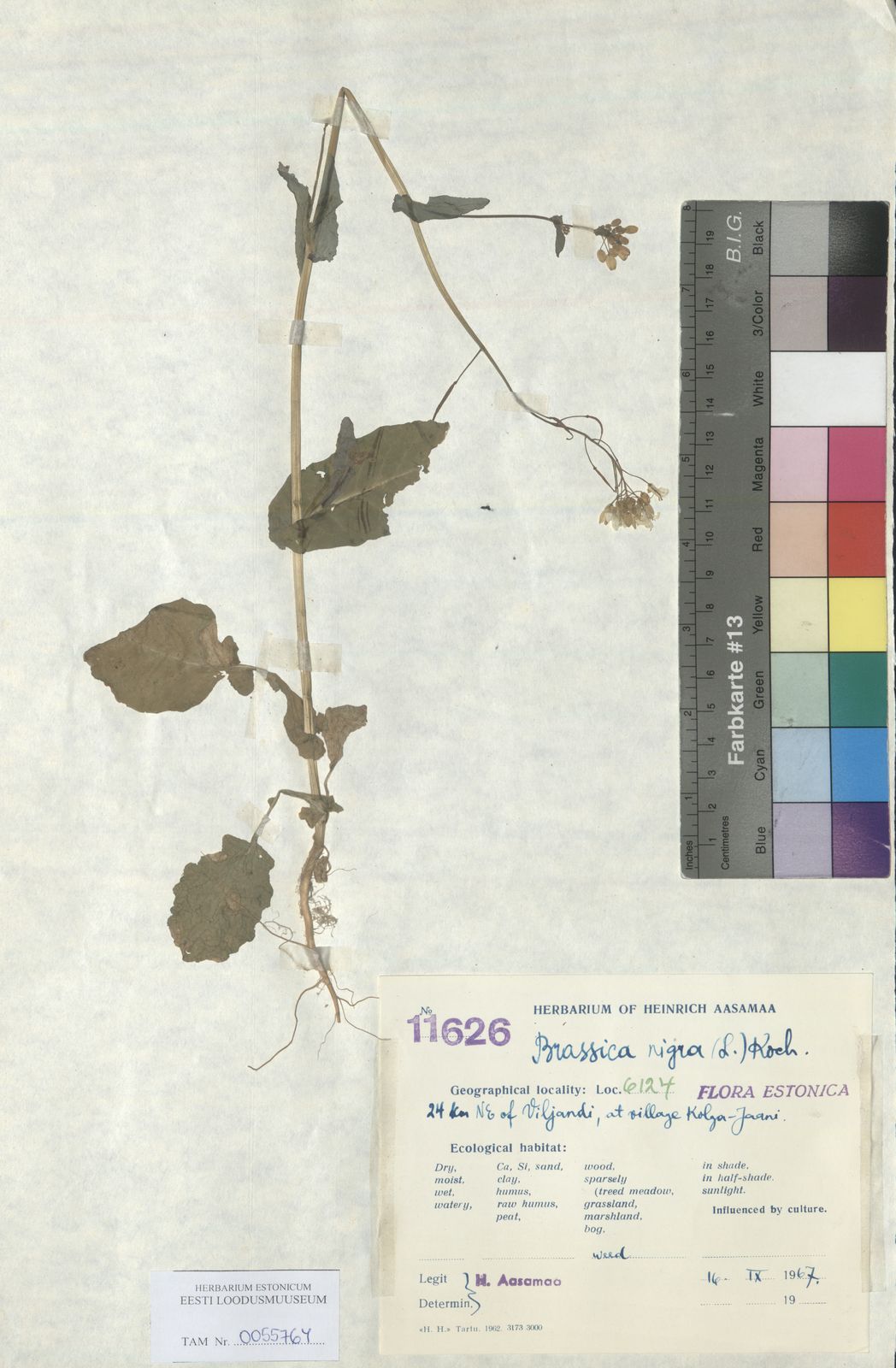 Brassica nigra