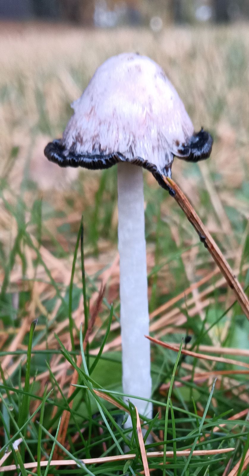 Coprinus comatus