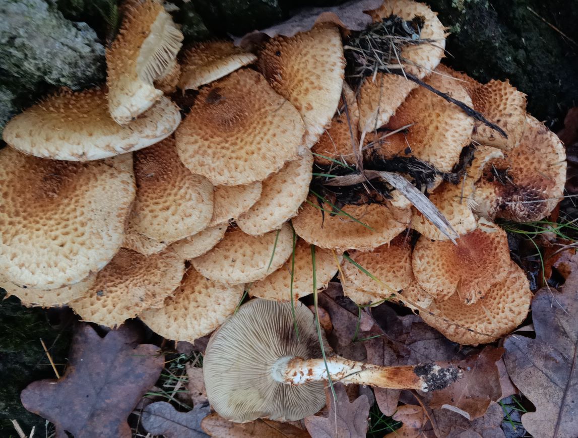 Pholiota squarrosa