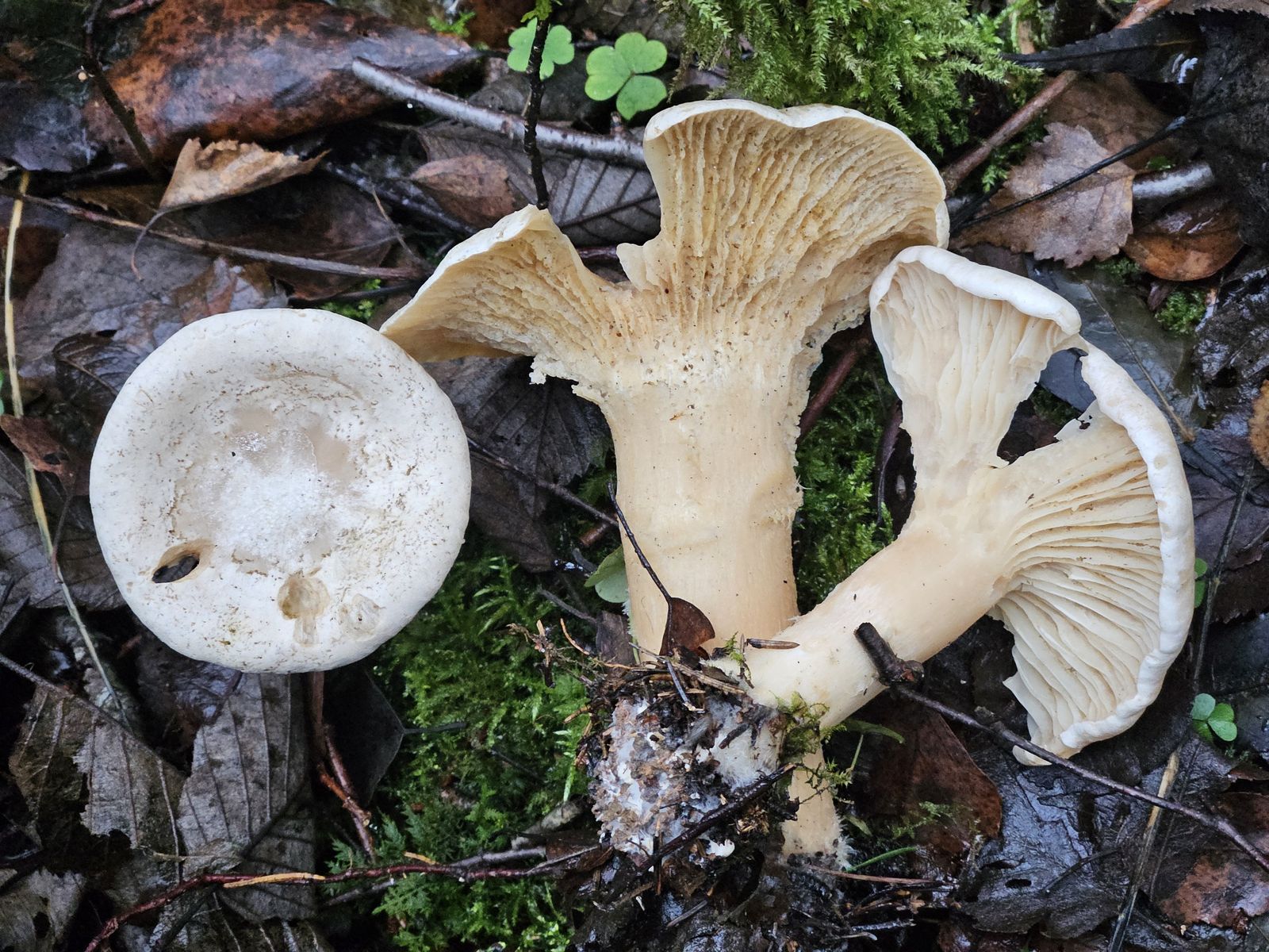 Infundibulicybe geotropa