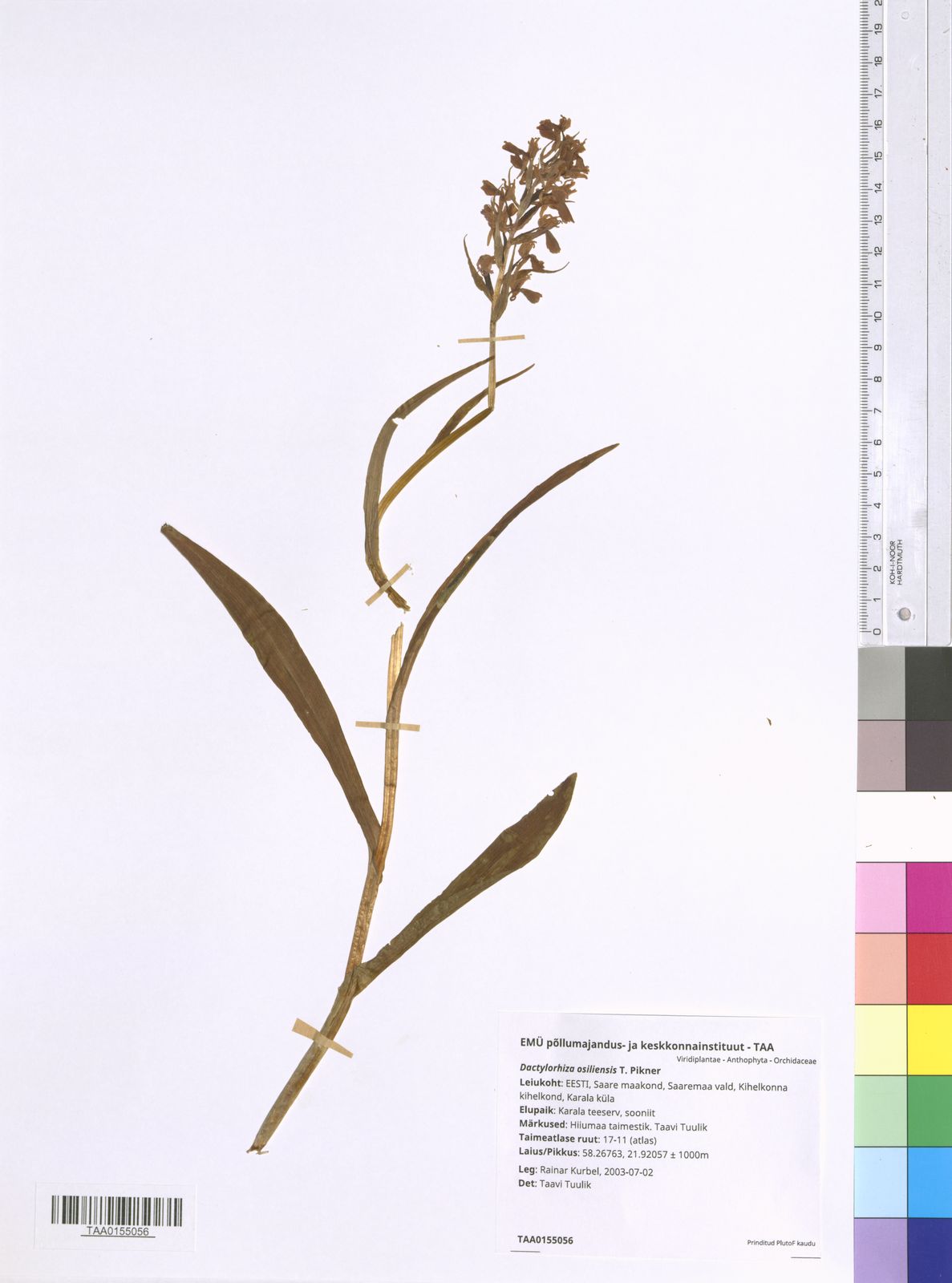 Dactylorhiza osiliensis