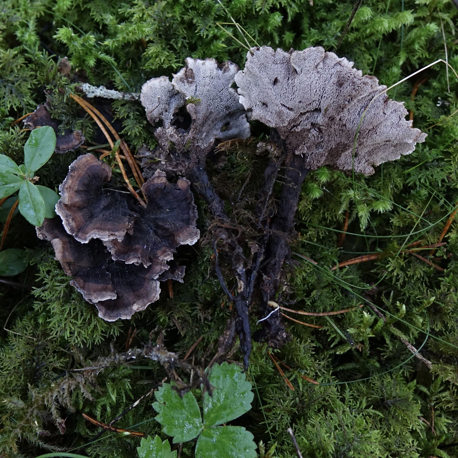 Phellodon melaleucus