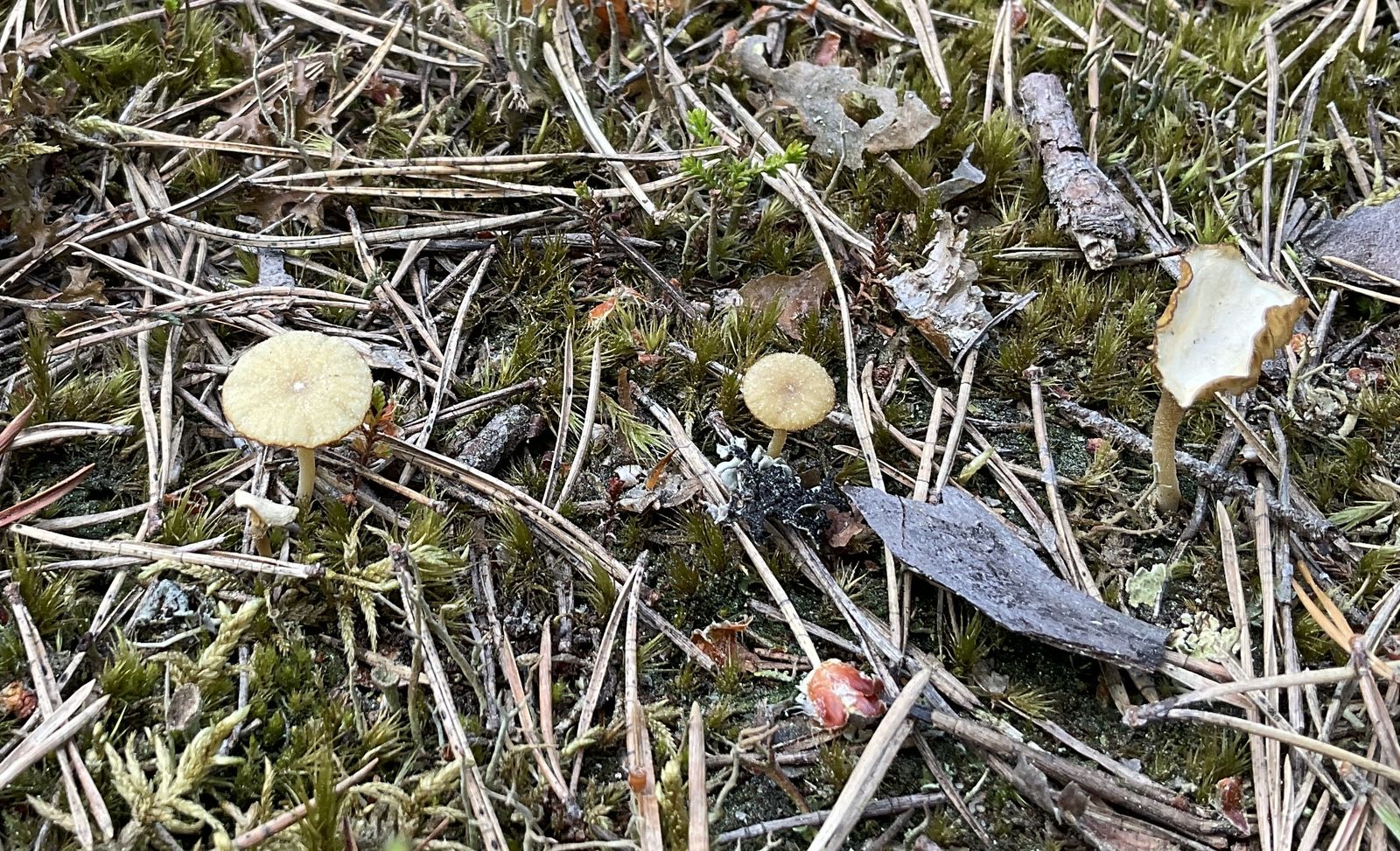 Lichenomphalia ericetorum