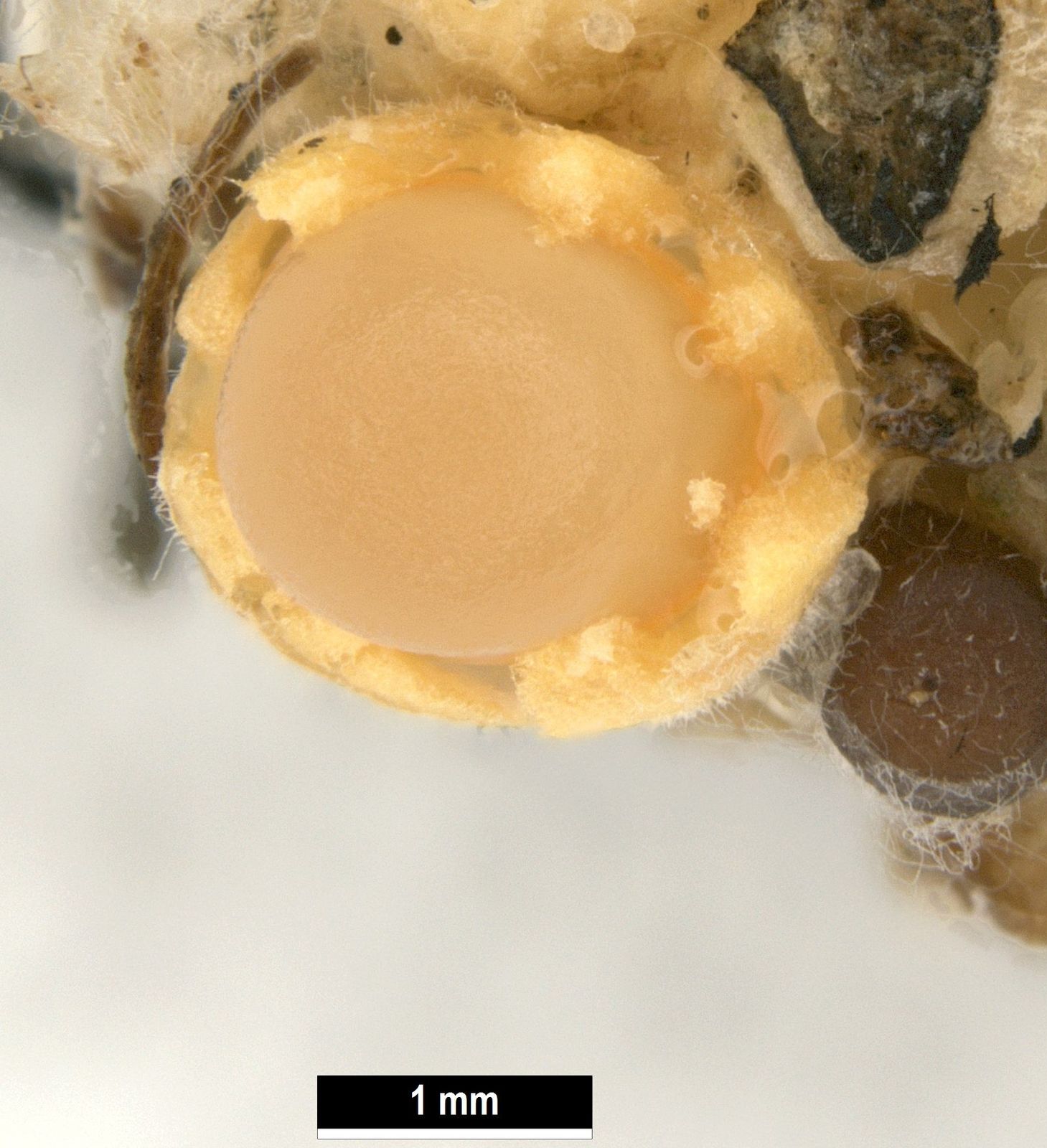 Sphaerobolus stellatus