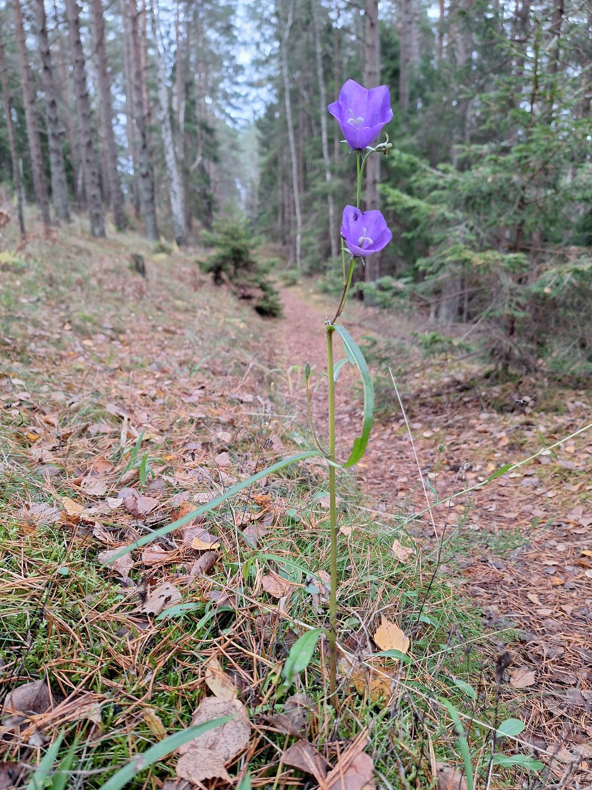Campanula persicifolia