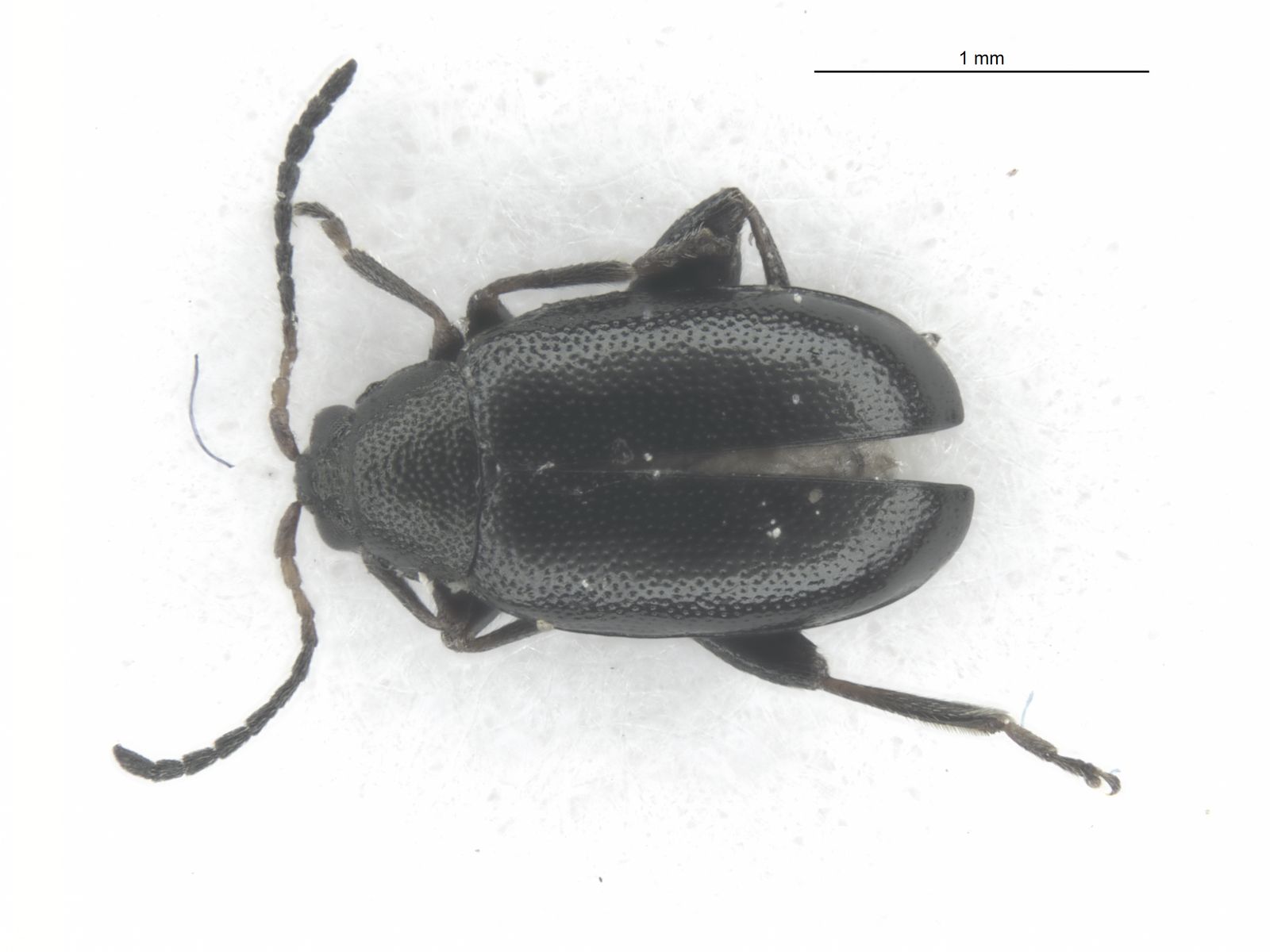 Phyllotreta astrachanica