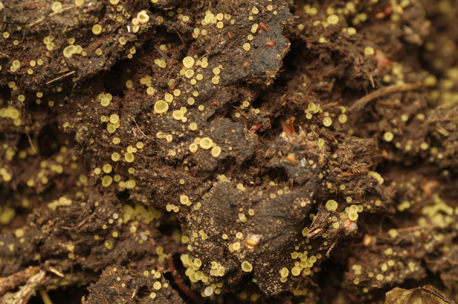 Ascobolus furfuraceus