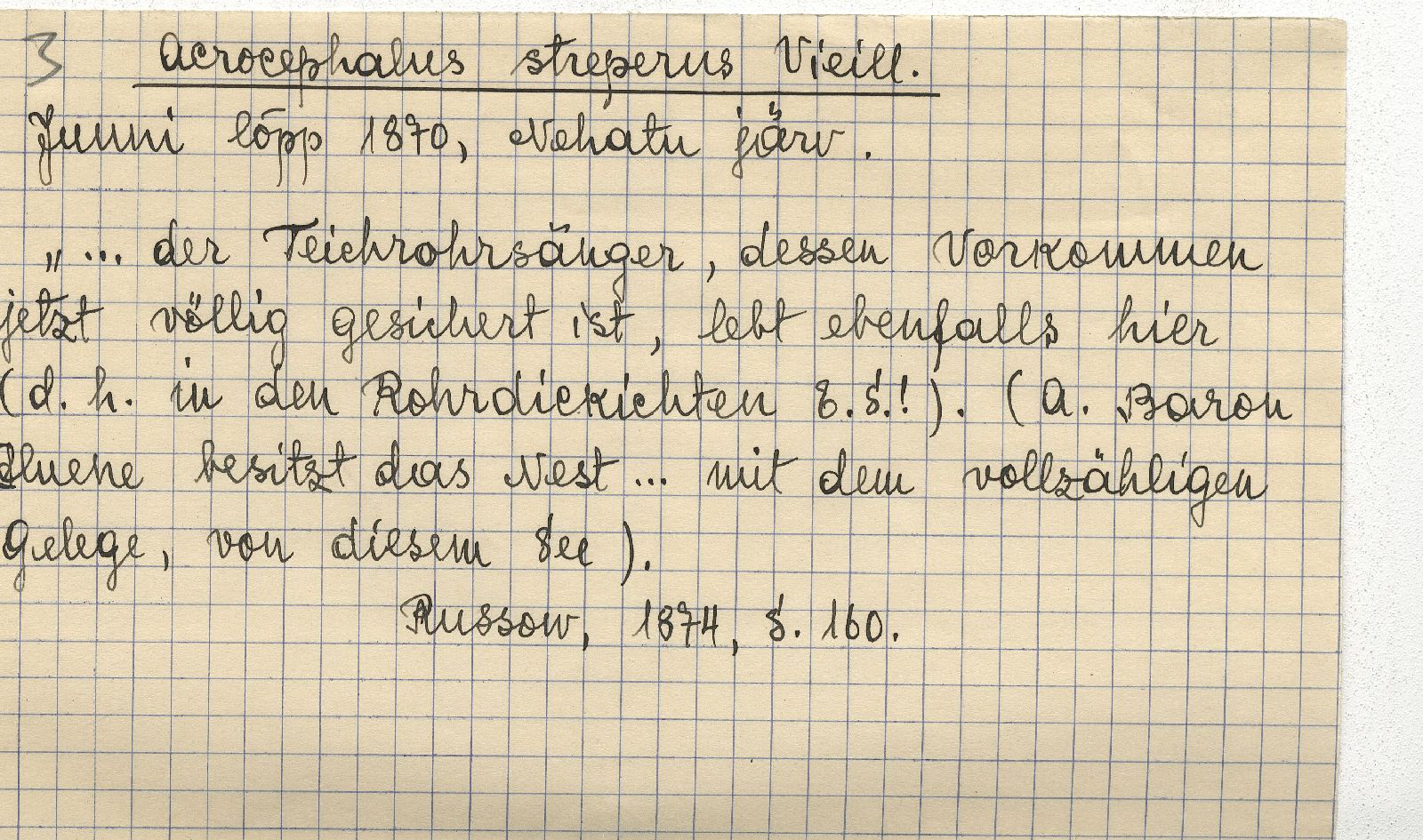 Acrocephalus scirpaceus