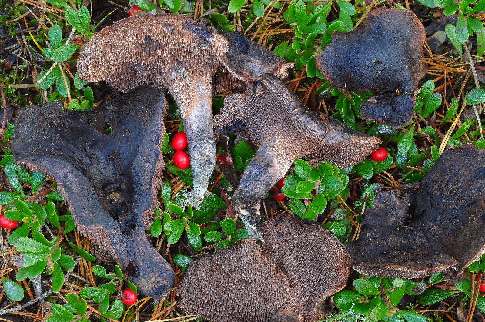 Hydnellum fuligineoviolaceum