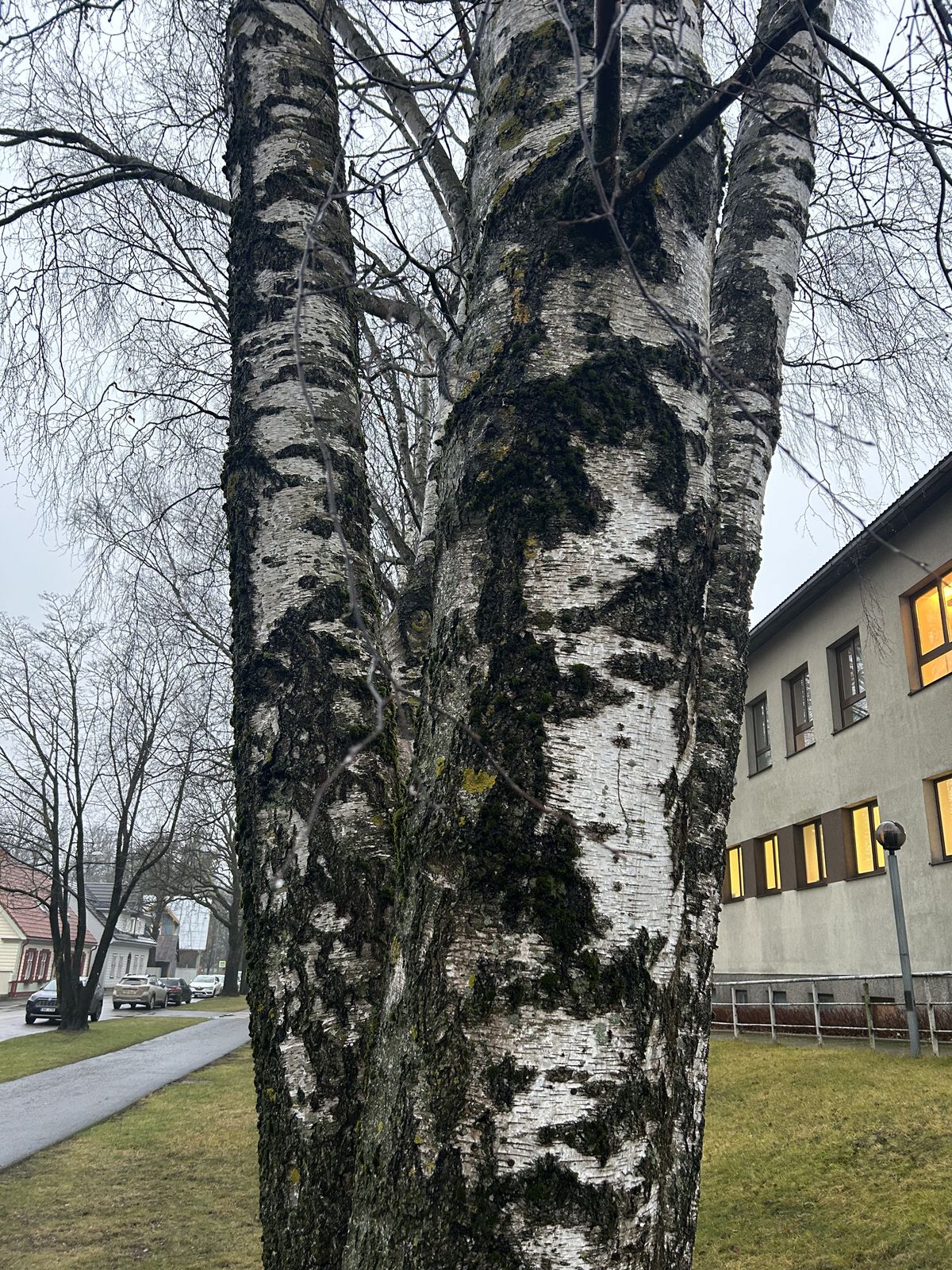 Betula