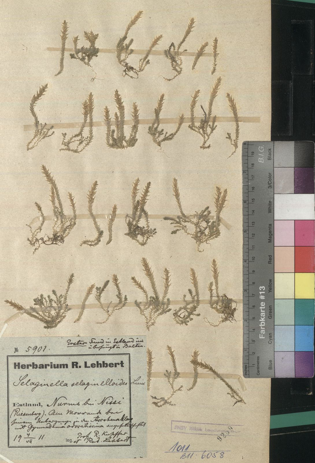 Selaginella selaginoides