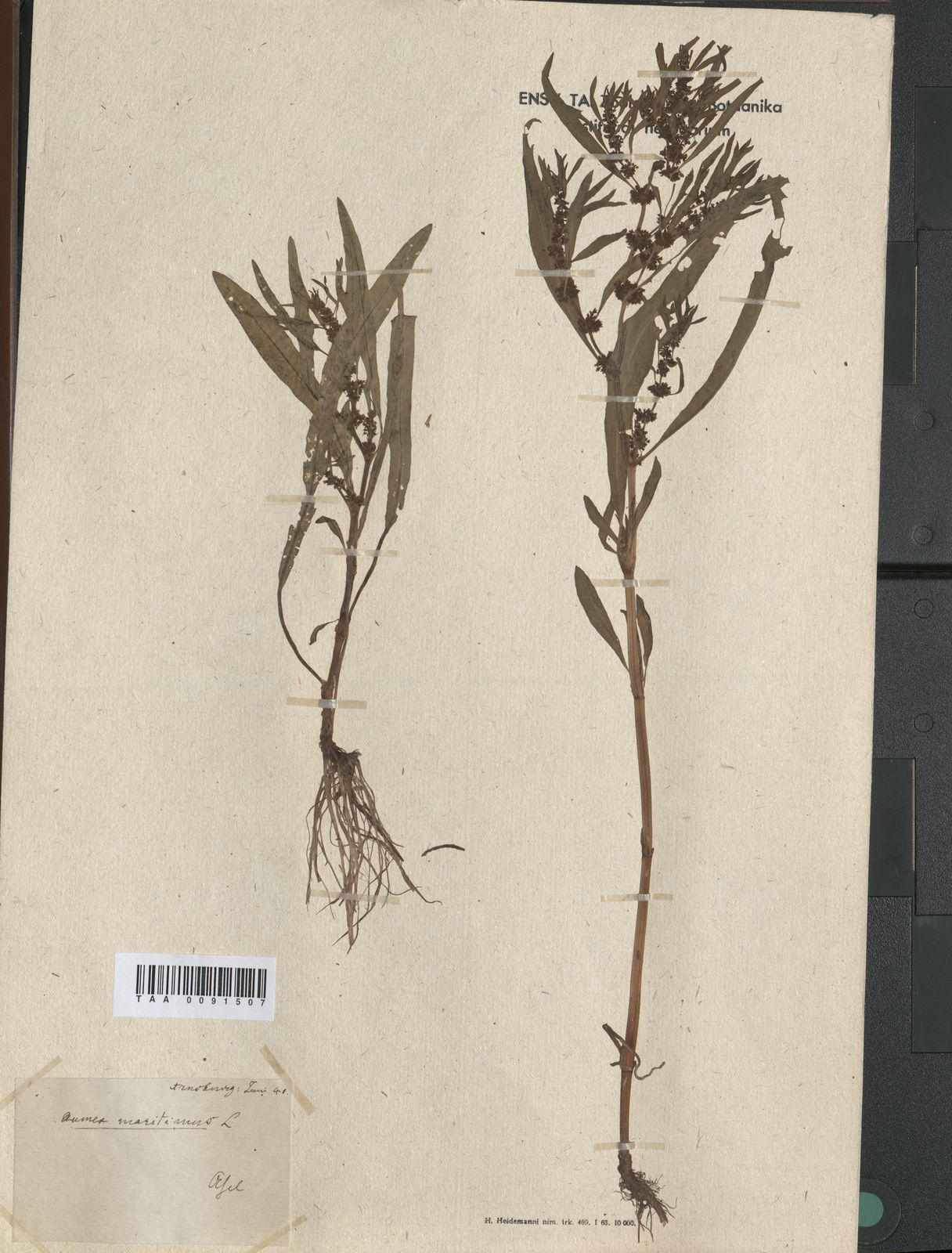 Rumex longifolius