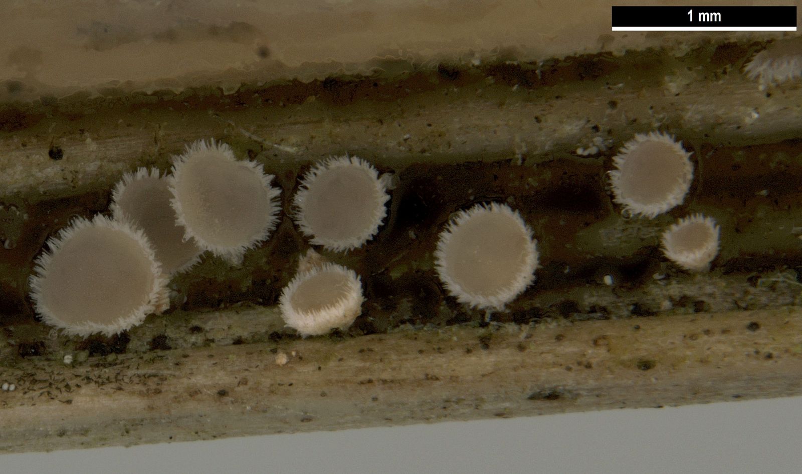 Albotricha ammophilae