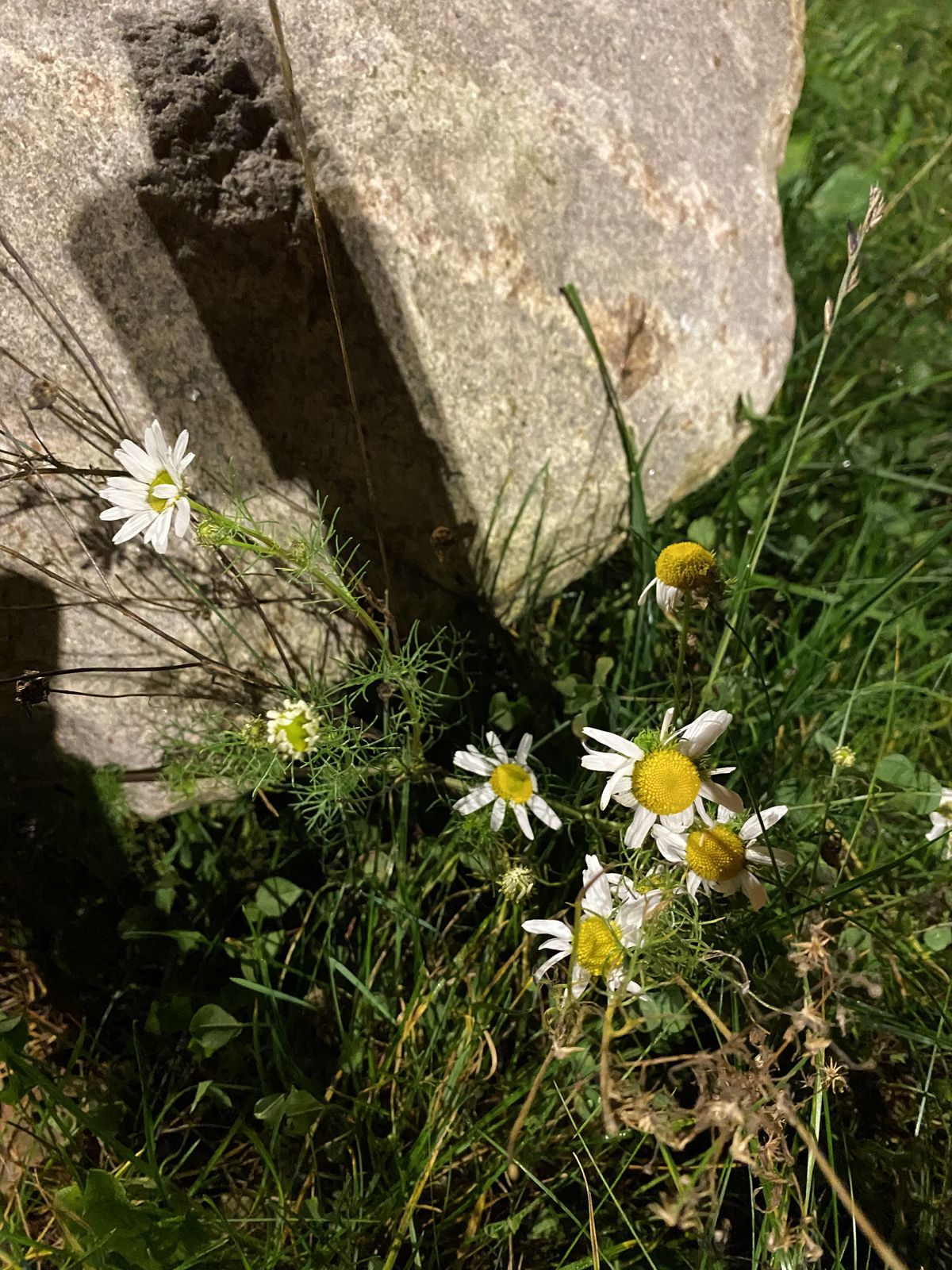 Matricaria perforata