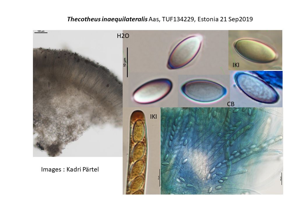 Thecotheus inaequilateralis