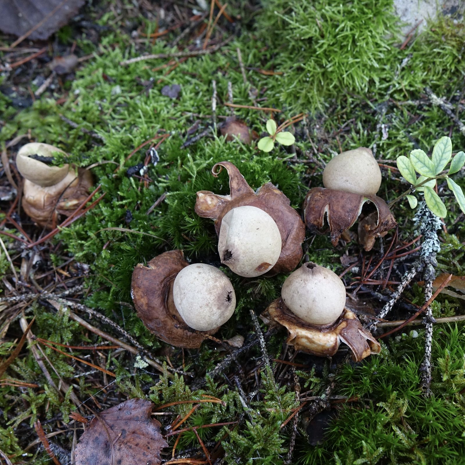 Geastrum rufescens