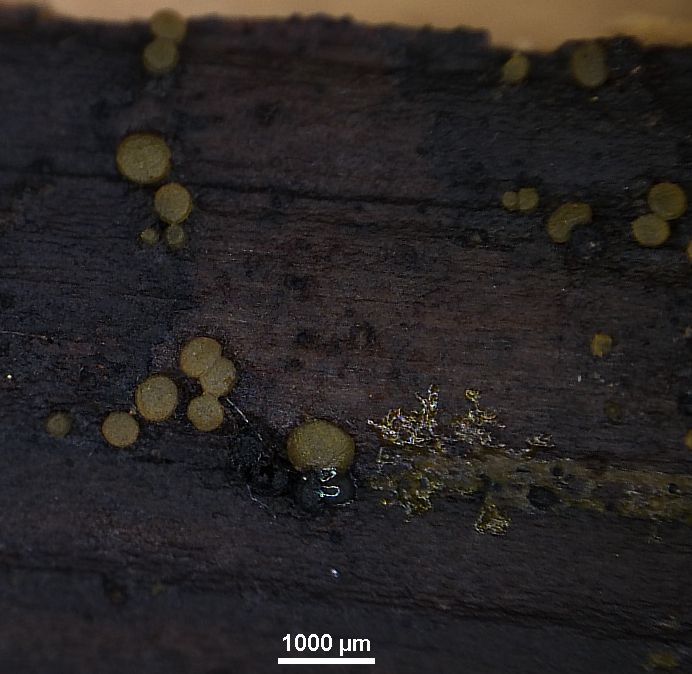 Vexillomyces atrovirens