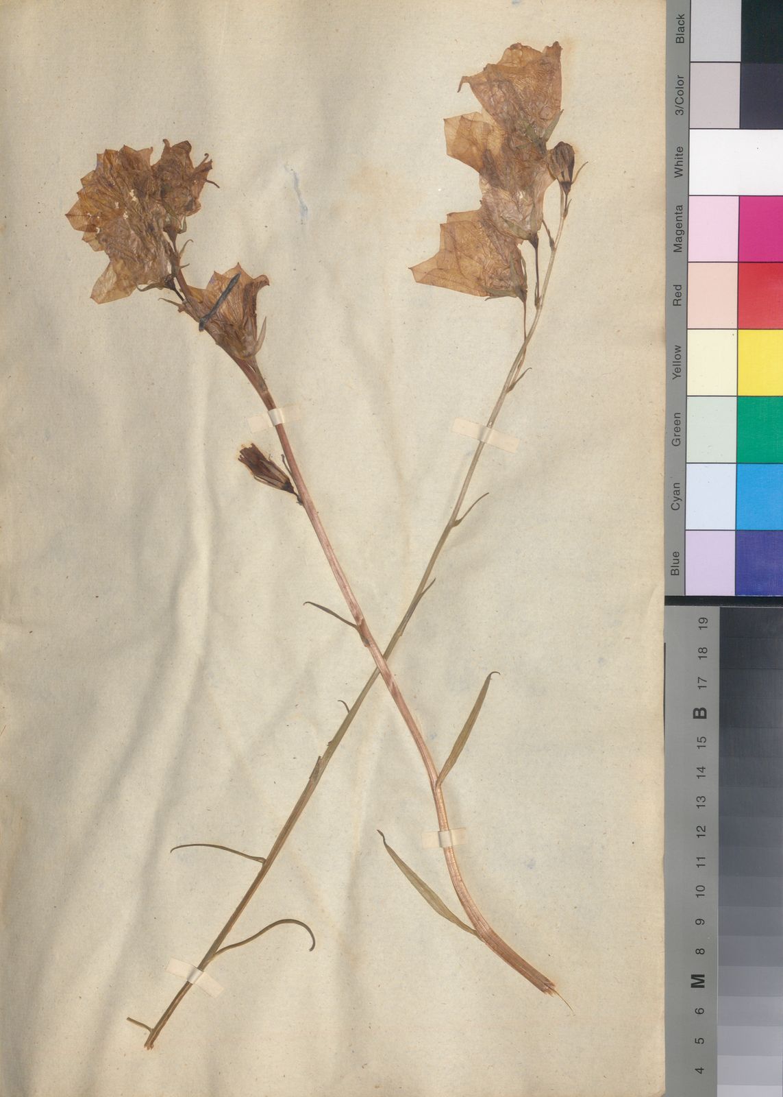 Campanula persicifolia