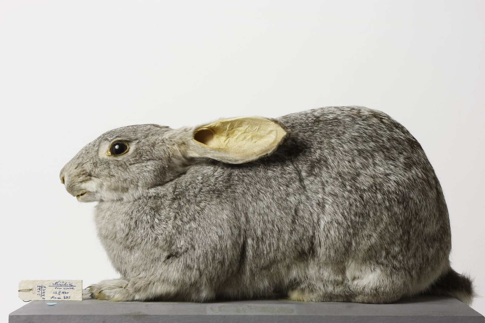 Oryctolagus cuniculus