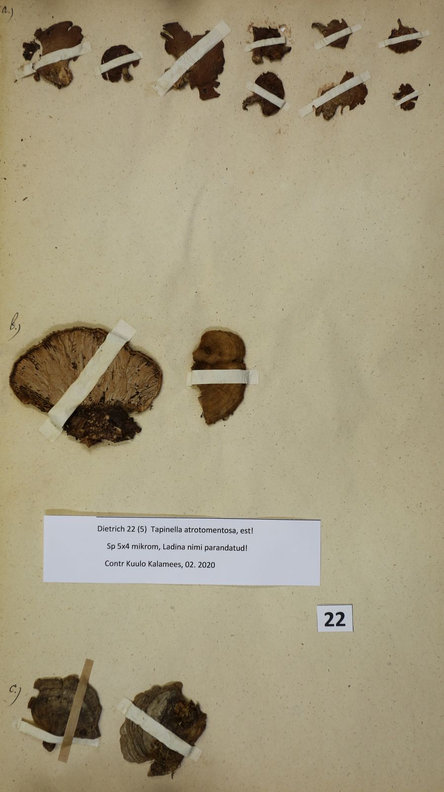 Tapinella atrotomentosa