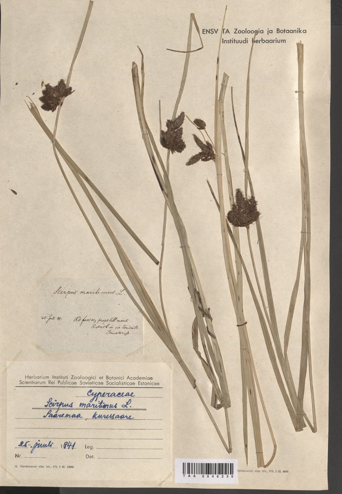 Bolboschoenus maritimus