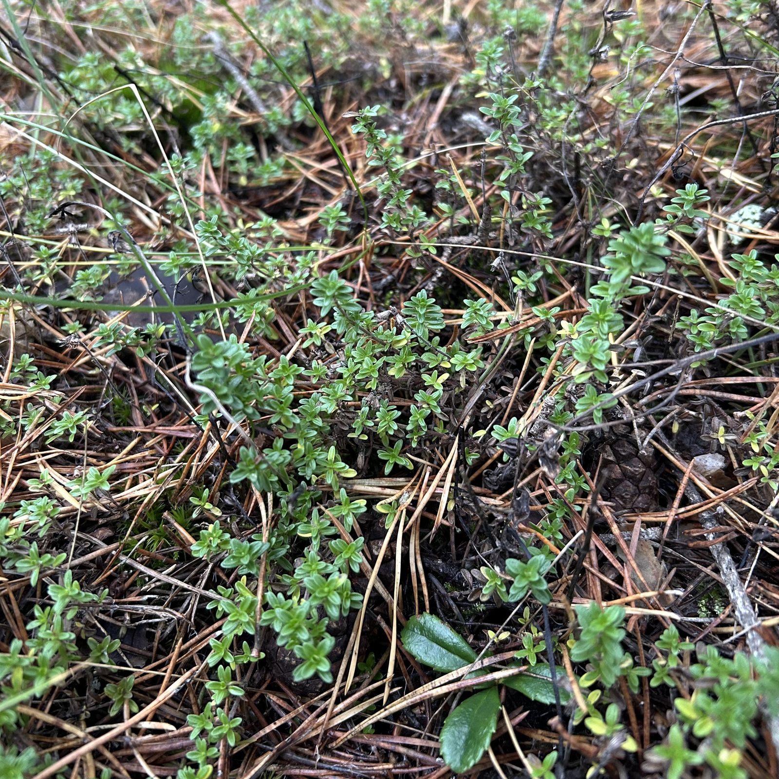 Thymus serpyllum