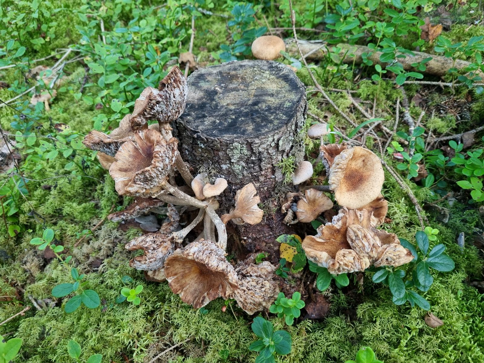 Dipodascus armillariae