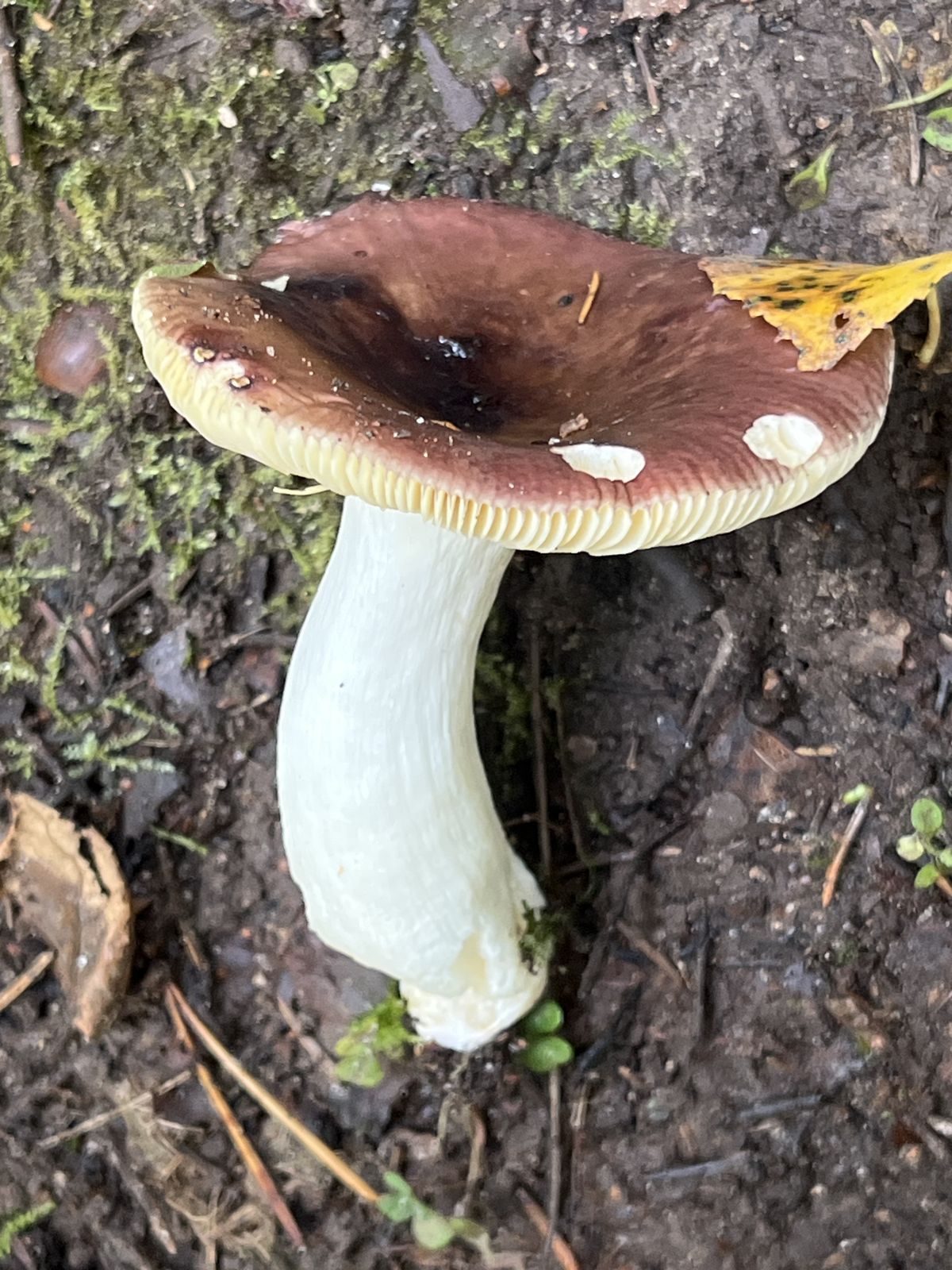 Russula firmula