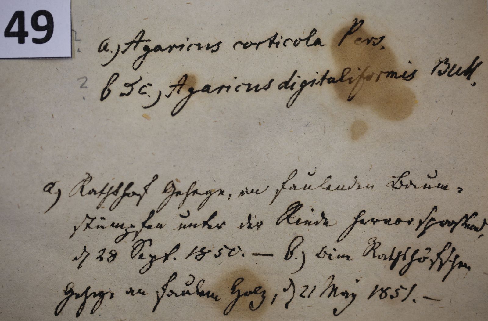 Coprinellus disseminatus