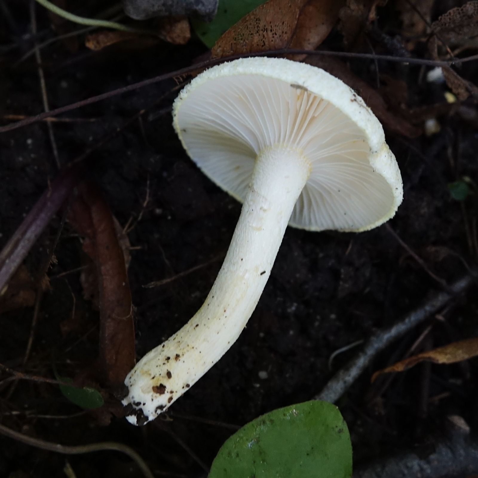 Hygrophorus chrysodon