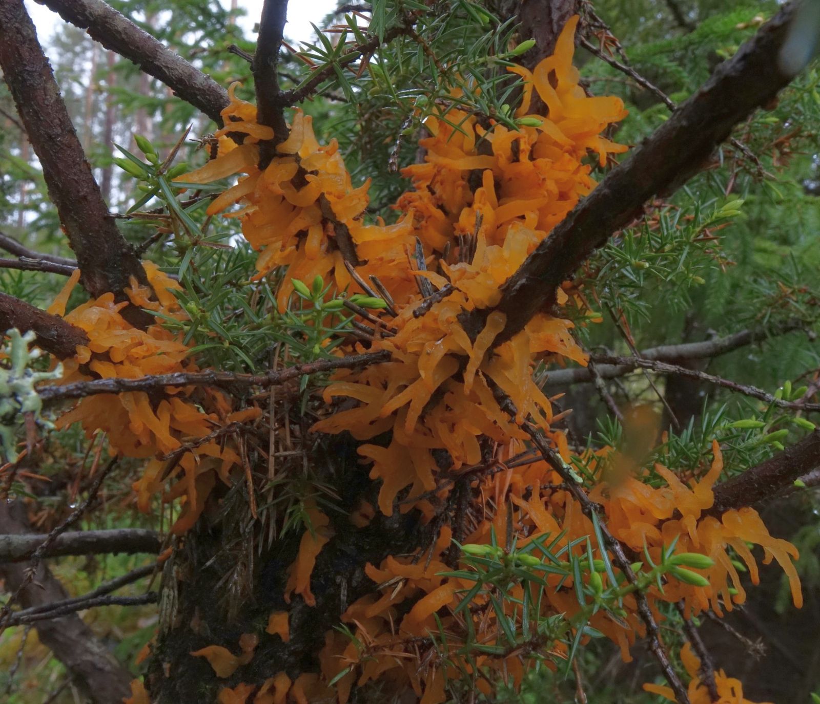 Gymnosporangium clavariiforme
