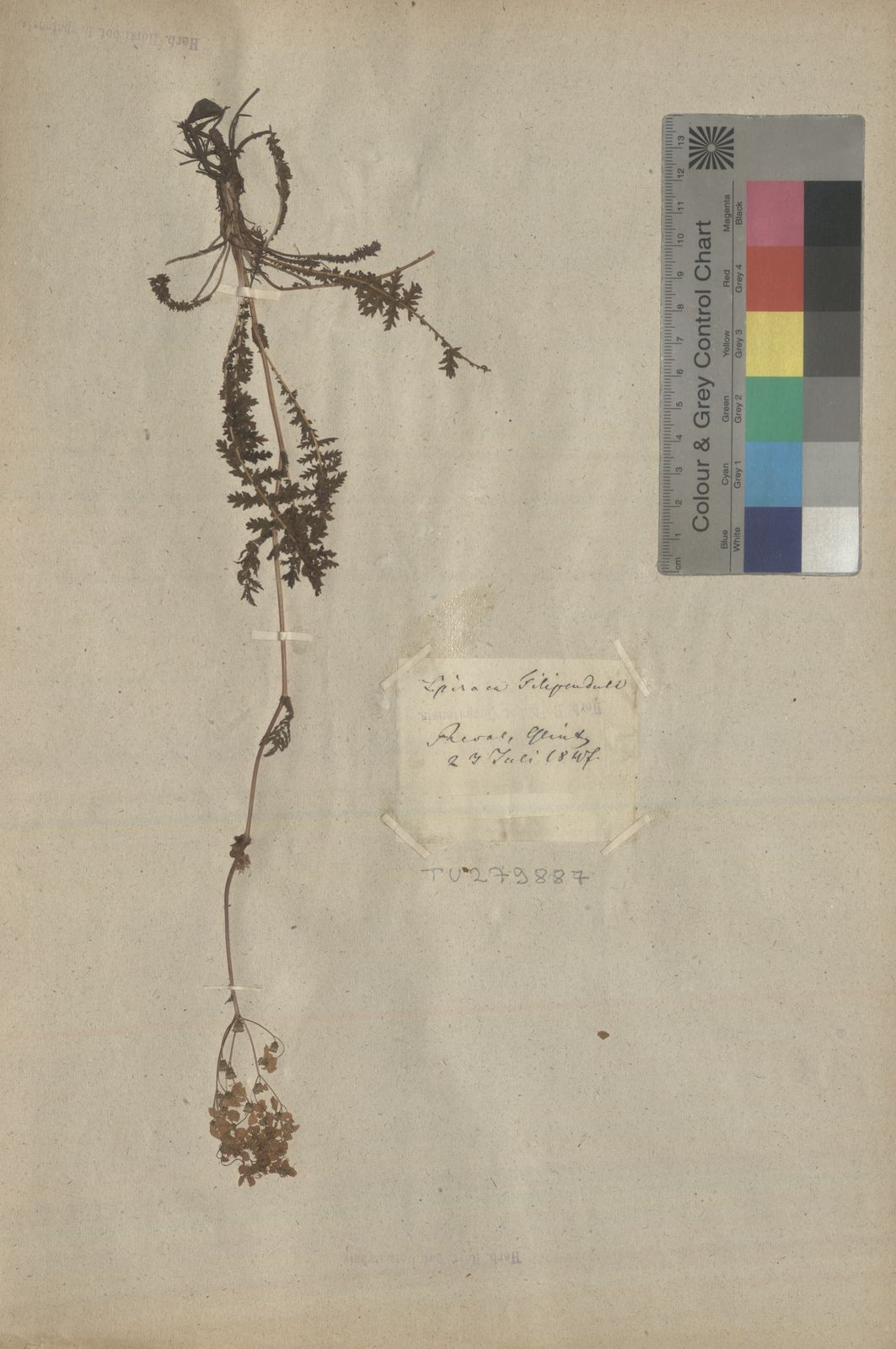 Filipendula vulgaris