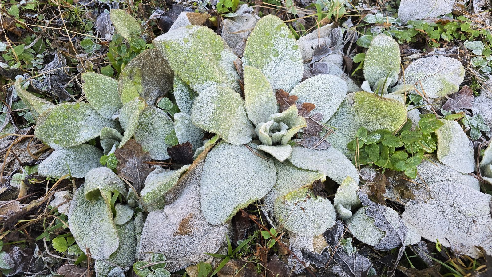 Verbascum thapsus