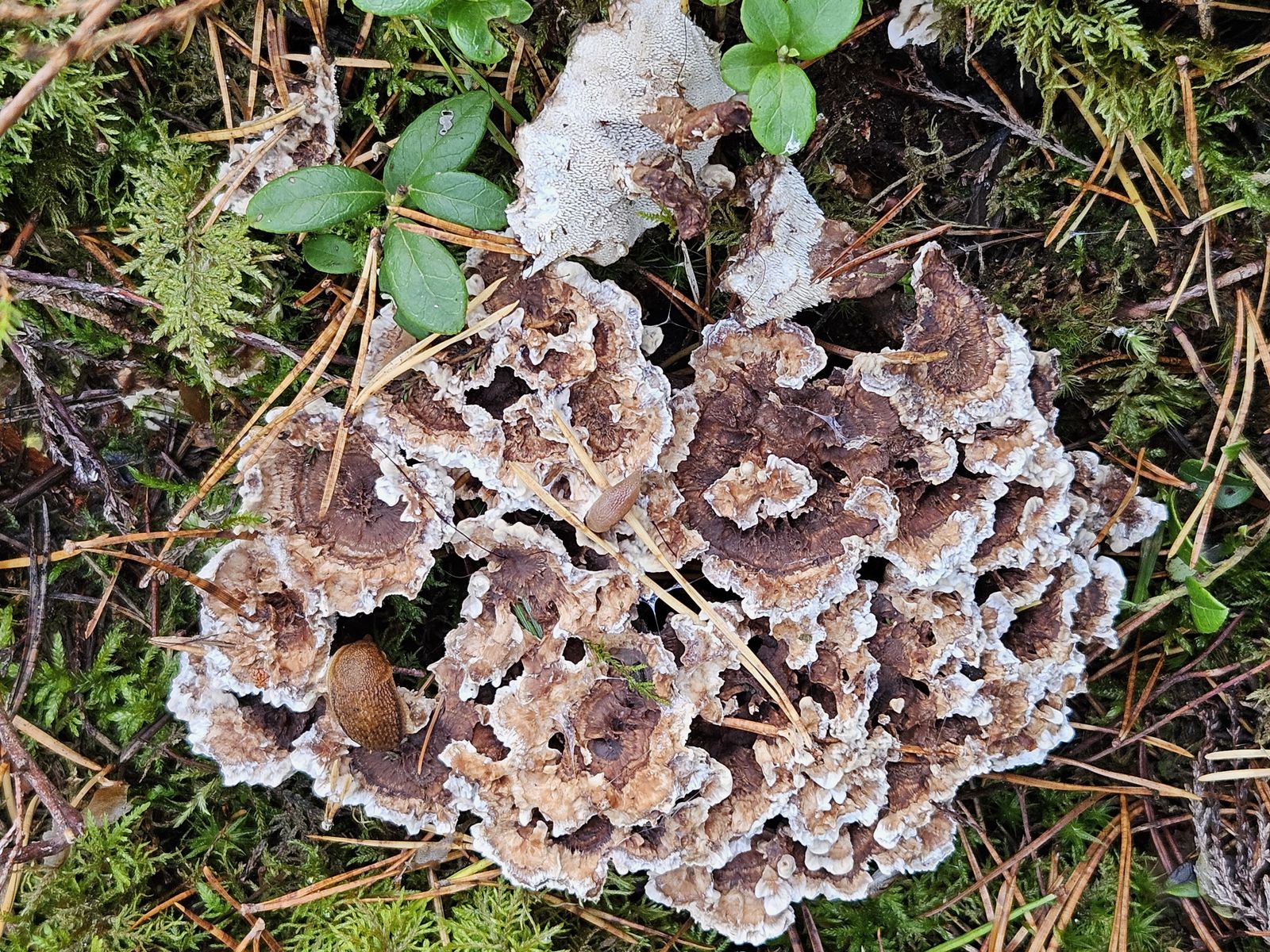 Phellodon tomentosus