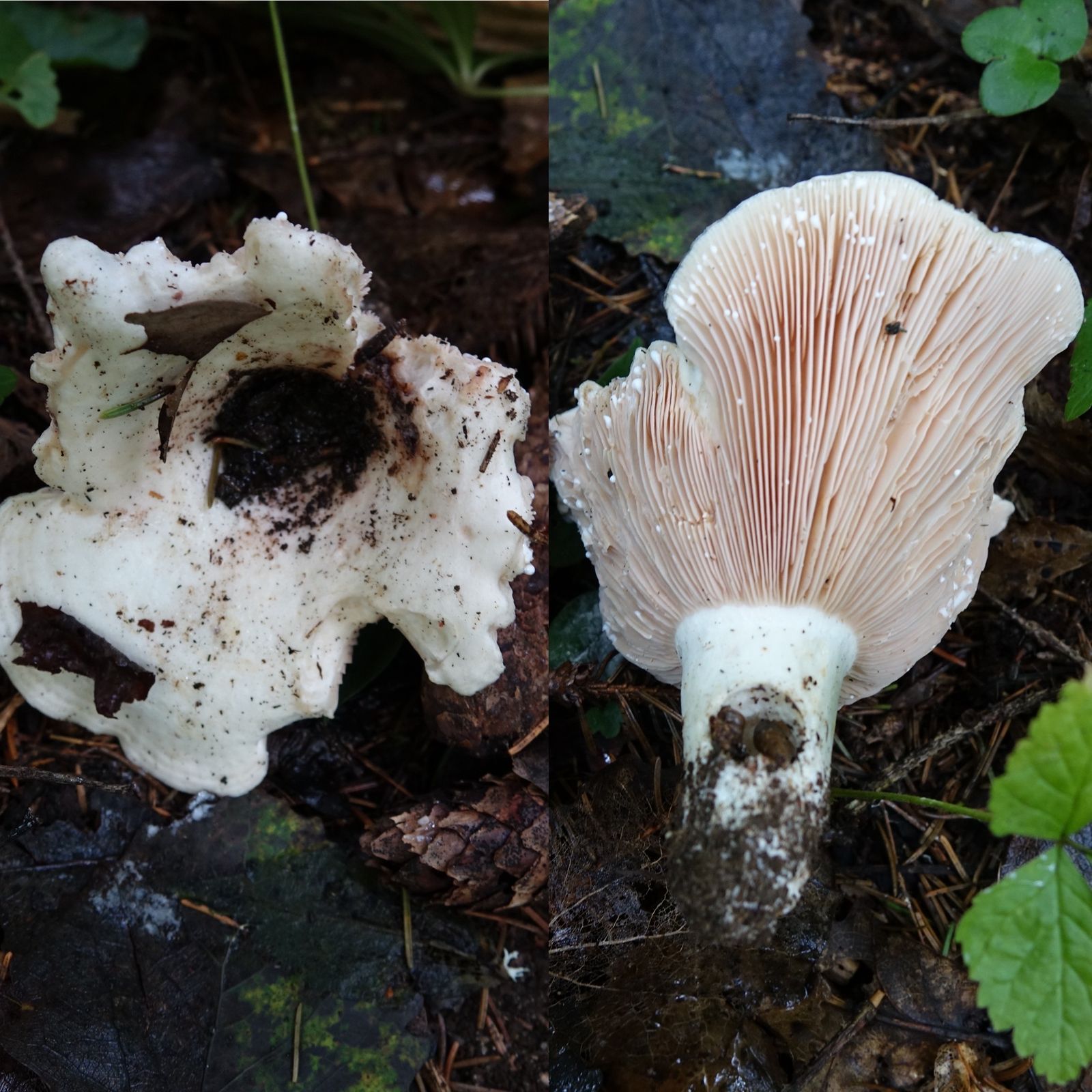 Lactarius controversus